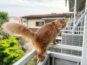 The spectacular floof that is Tora