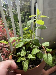 Check out this lemon balm