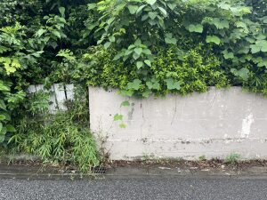 An overgrown garden and wall, seen on one of my lunchtime walks