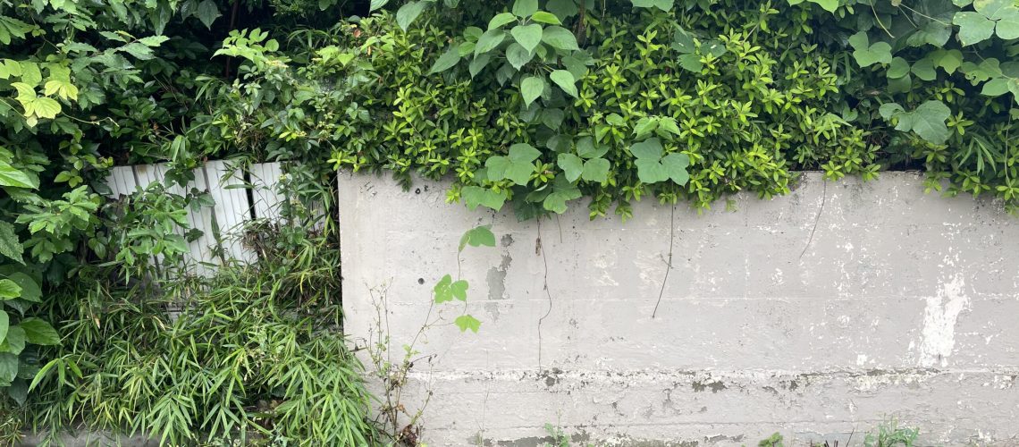 An overgrown garden and wall, seen on one of my lunchtime walks