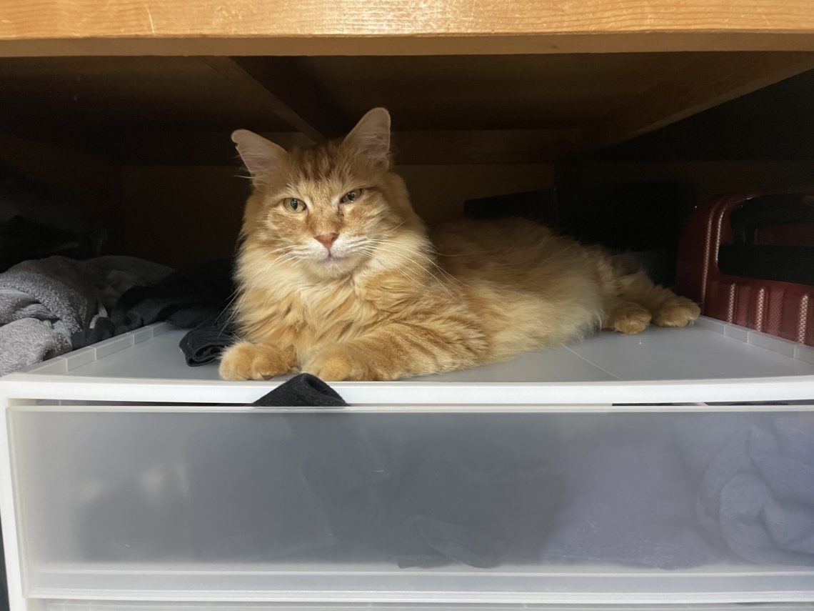 Closet invader Closet invader